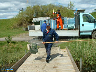Isläpp av fisk i Kroksjön