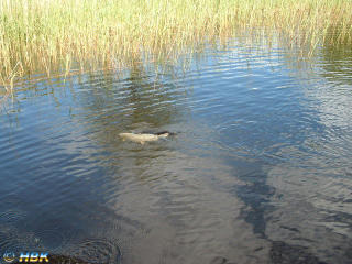 Isläpp av fisk i Kroksjön
