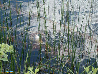 Isläpp av fisk i Kroksjön