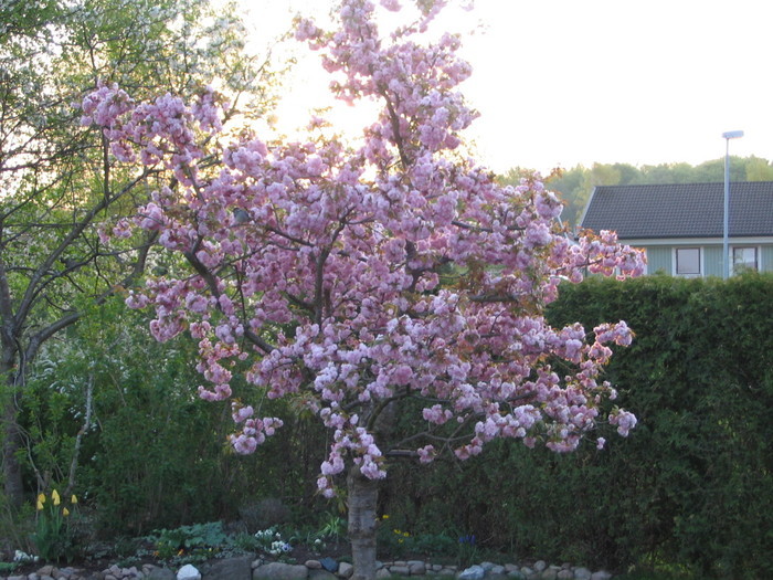  Japanskt Körsbärsträd I Full Blom