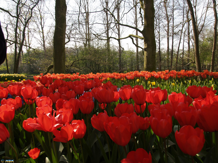 Keukenhof apr 07