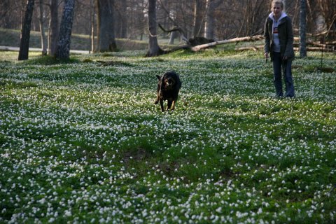 Kita