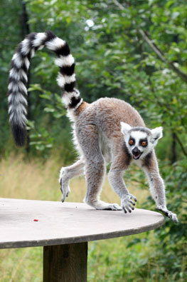 Knuthenborgs Safaripark