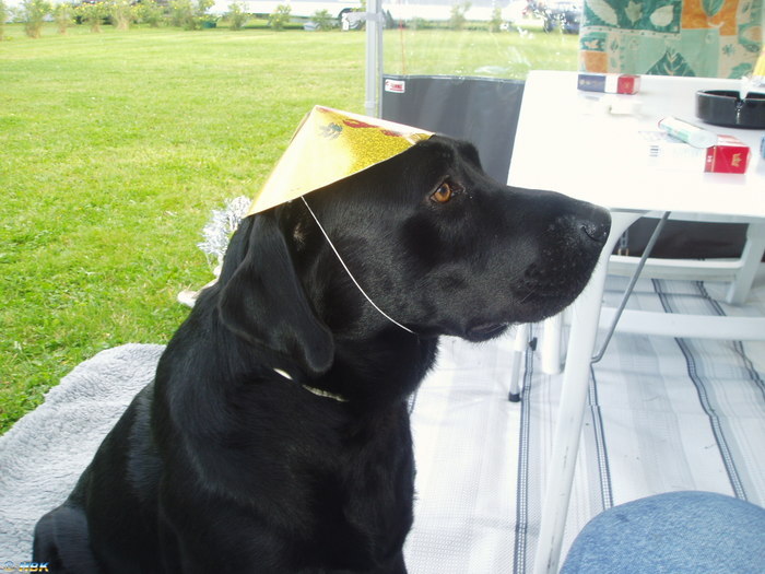 Kräftskiva dalsland