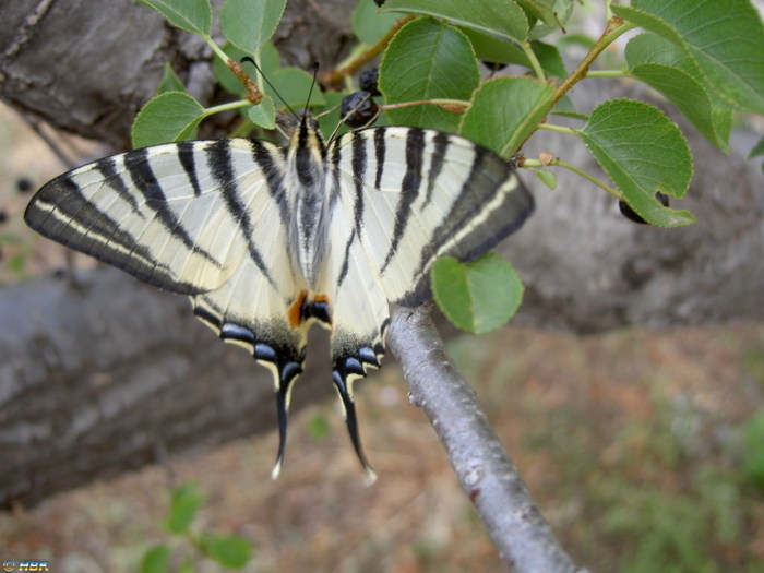 Kroatien