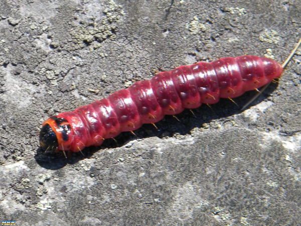 Larv Av Allmän Träfjäril även Kallad Träddödare