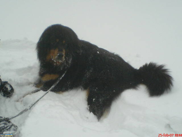 Leo bilder