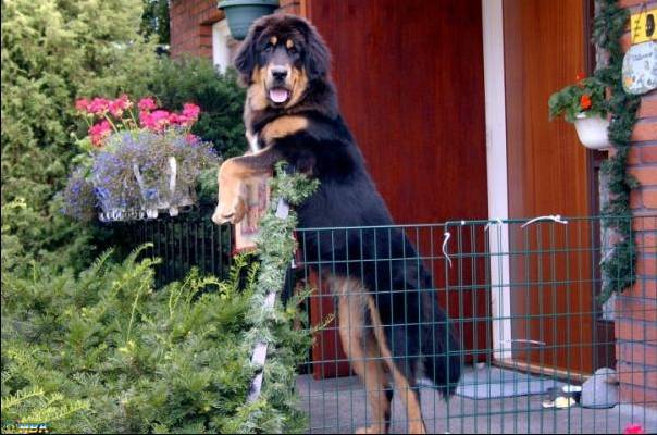 Leo--En Tibetansk Mastiff
