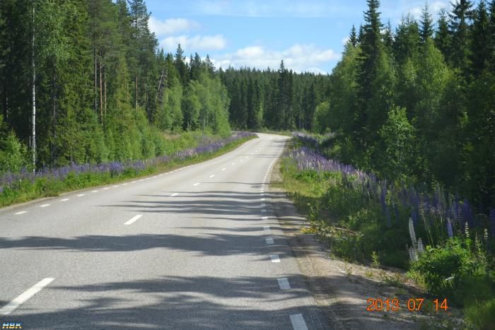 Lupinväg I Norra Norrbotten