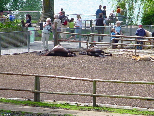 MAINAU 2007