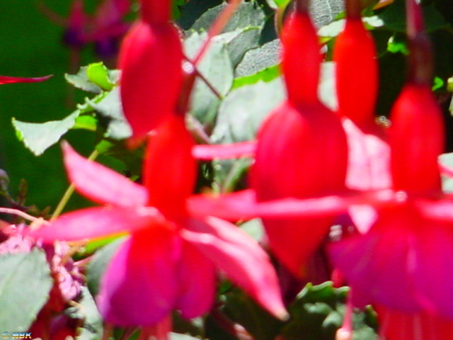 MAINAU 2007