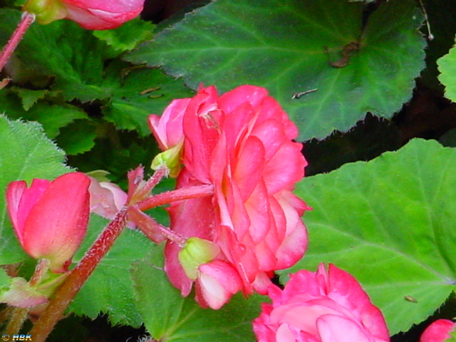 MAINAU 2007