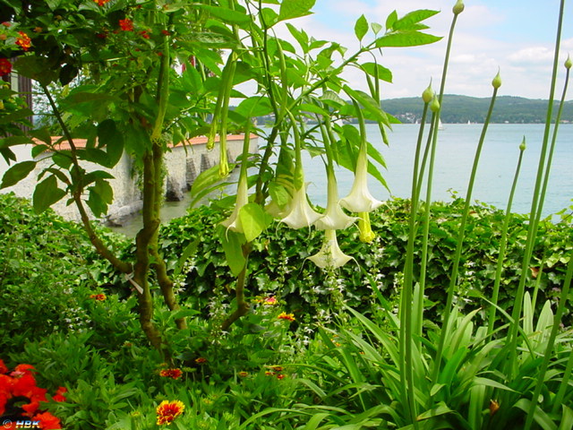 MAINAU 2007