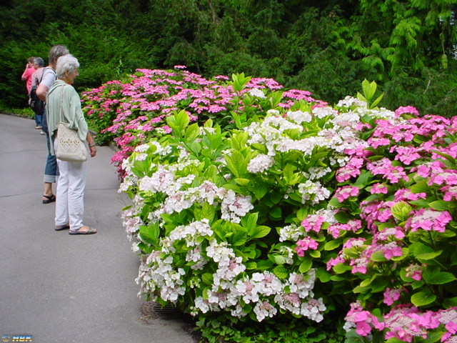 MAINAU 2007