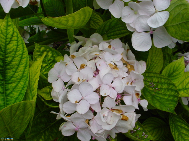 MAINAU 2007