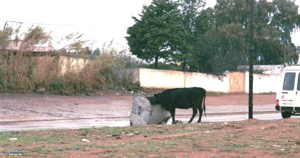 marocko55
