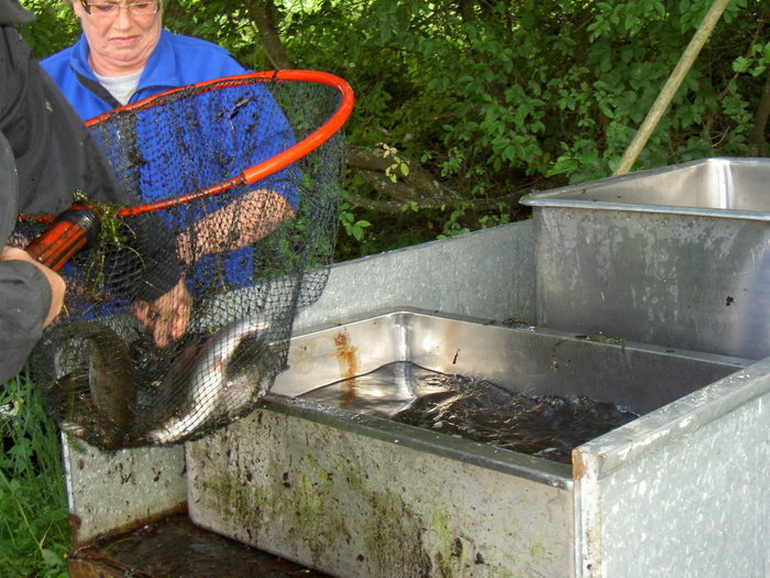 Midsommarträff Hörröd 2008