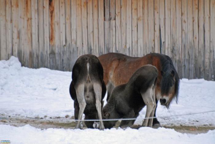 Min Häst Pik