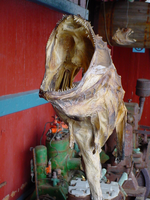 Museum I Å Lofoten