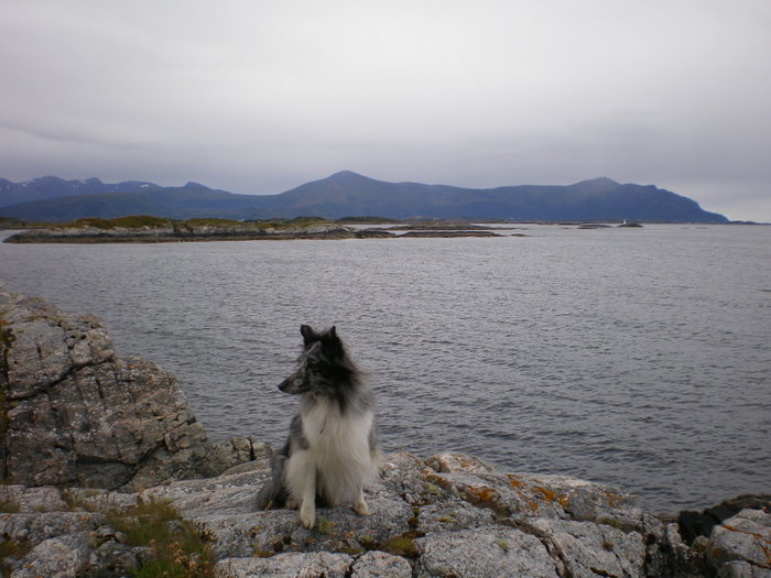 Norgesemester 2008
