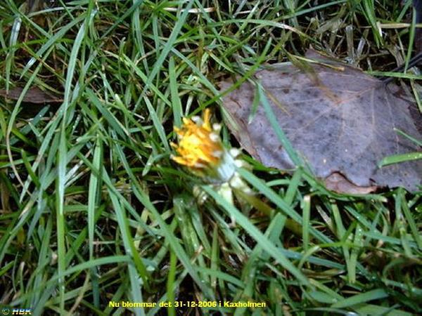 Nyårsträff - fest i Kaxholmen 2006