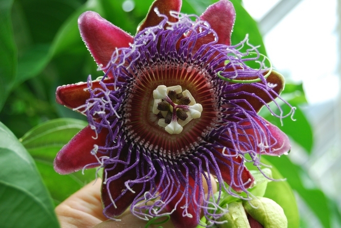 Passionsblomma