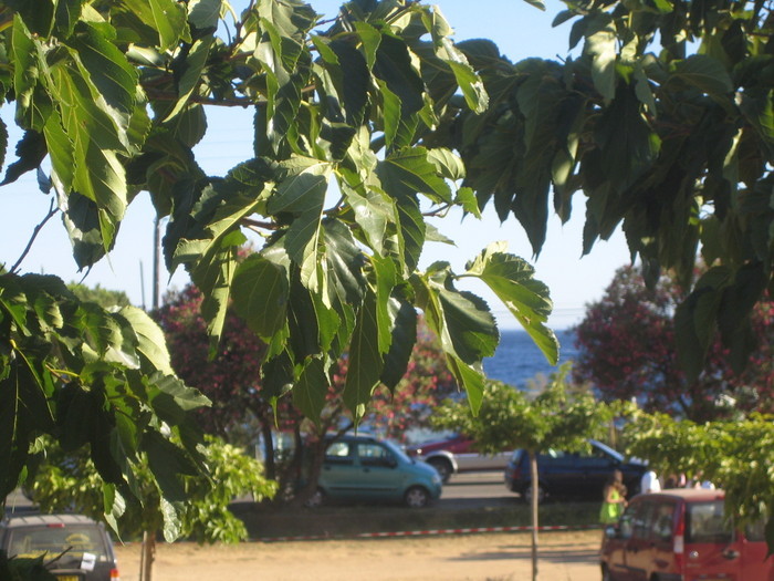 Semester 2007