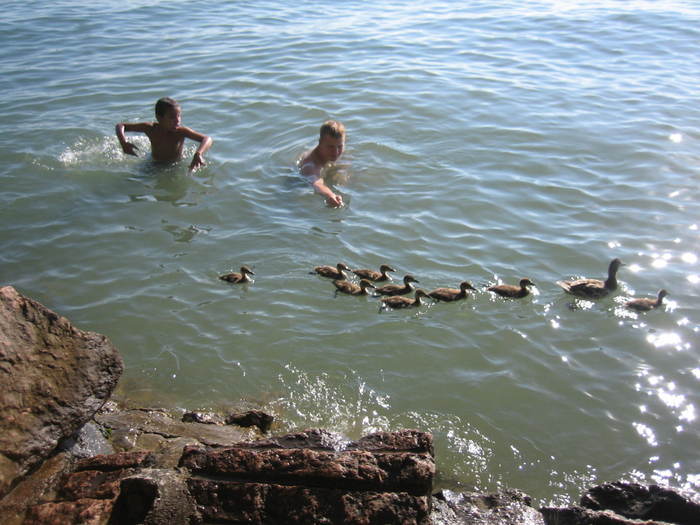 Semester 2008