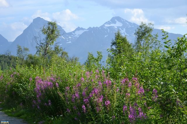 Semestern 2011