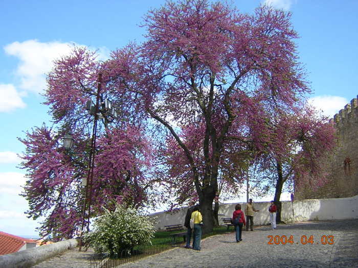 Serpa