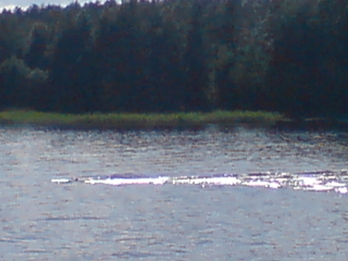 Sjöodjur i skagern
