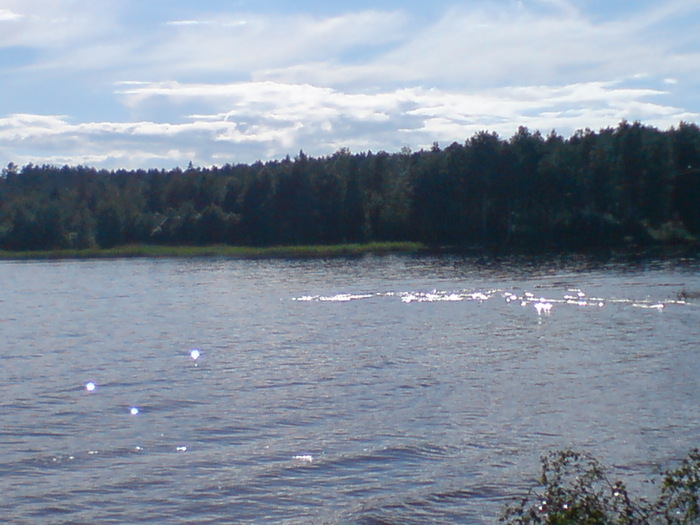 Sjöodjur I Skagern