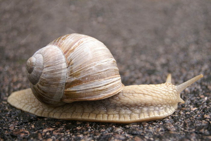 Snigel  Fr N  L Ngem La Foto Reinert