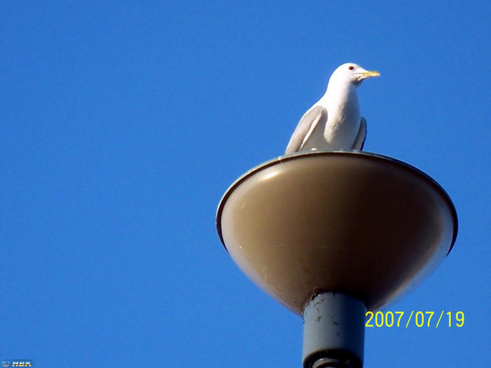 Sommarbilder