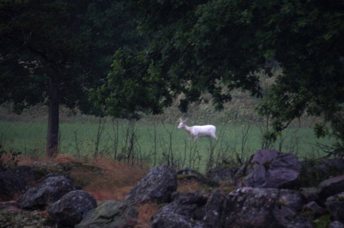 Sommaren 2010 A