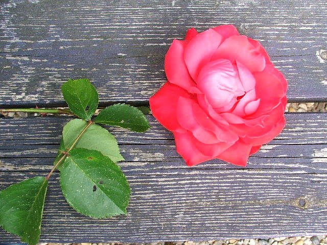 Sommarros