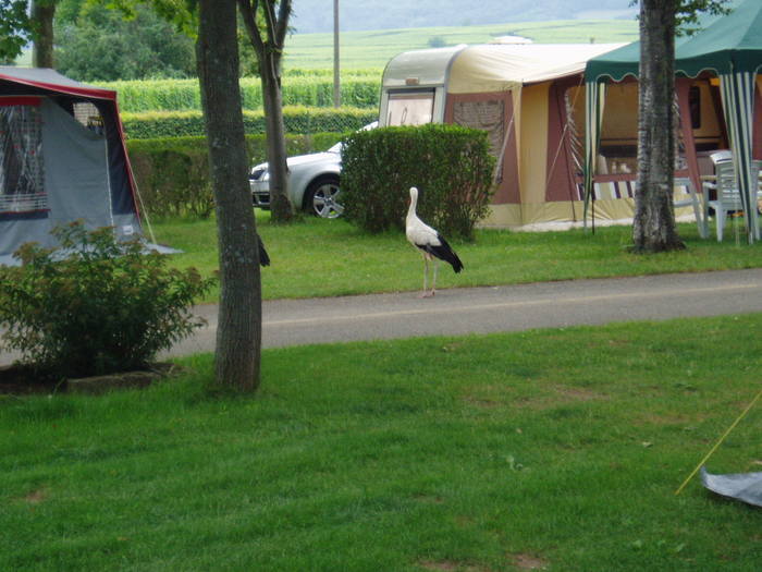 Storkbesök I Alsace