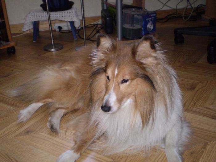 tiko