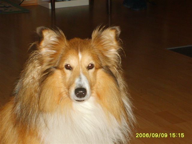 Tiko
