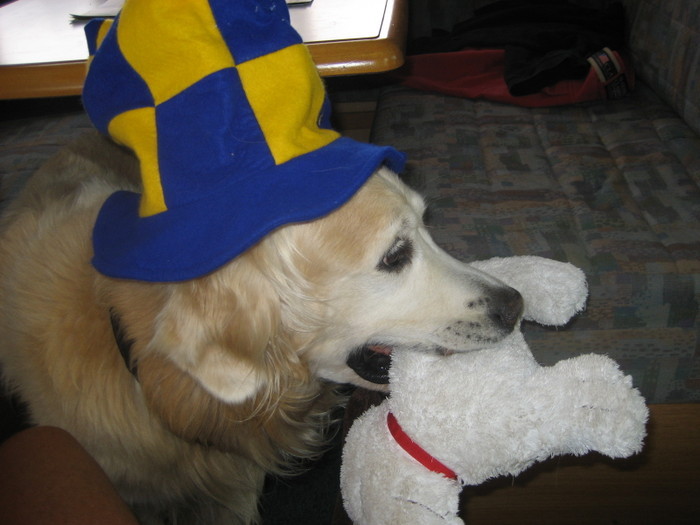 Trött Hund