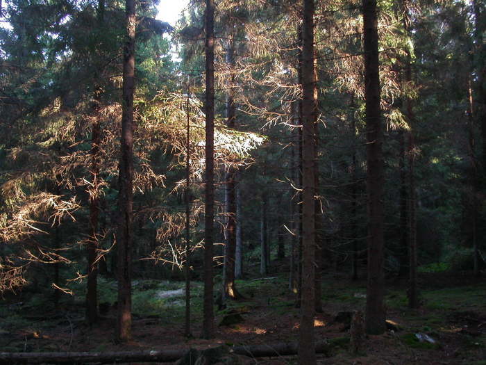 Trollskog
