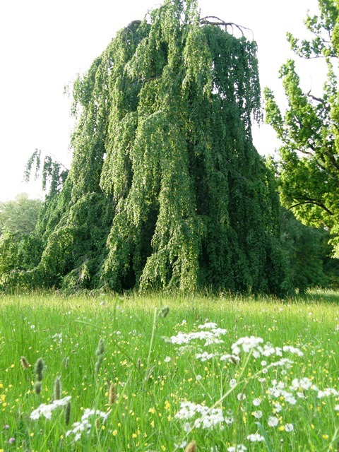 Tysklandsresa Maj 2008