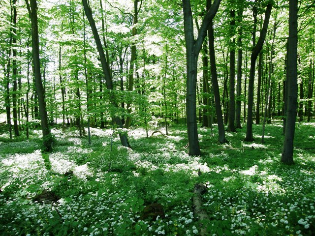 Tysklandsresa Maj 2008