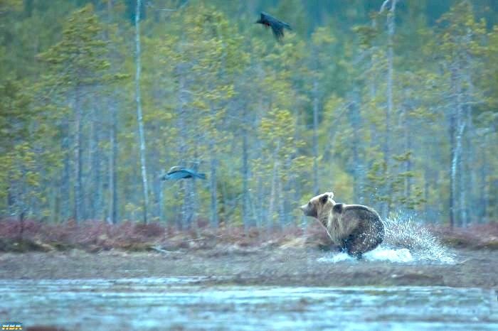 Ung Björn På Gränsen Mellan Finland Och Ryssland
