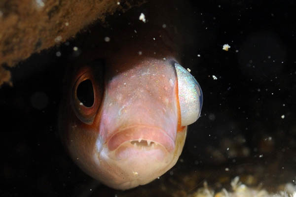 Uv-bilder Från Sverige