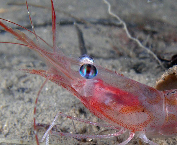 Uv-bilder Från Sverige