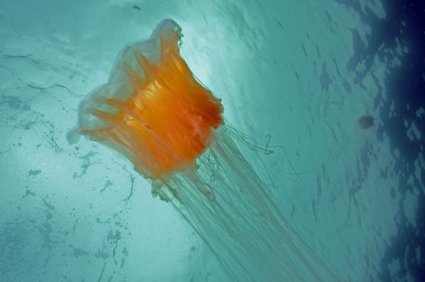 Uv-bilder Från Sverige