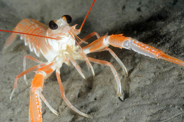 Uv-bilder Från Sverige