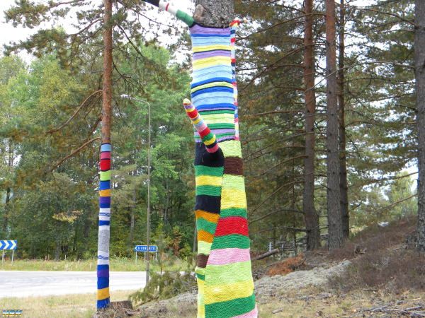 Välklädda Tallar I Bergsäng, Hagfors.