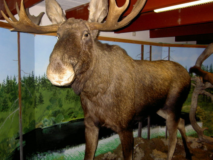 Värmlandsträffen I Borgvik 2009-05-09